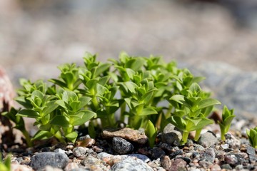 Sea sandwort, also called seaside sandplant,