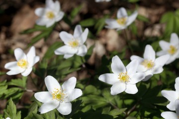 Wood anemone, also called windflower, thimbleweed, and smell fox