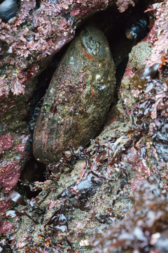 Red Abalone Between Rocks