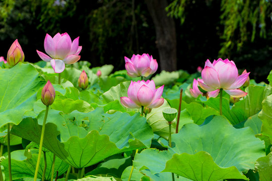 Fototapeta Lotus Flower.Background is the lotus leaf and lotus bud  and lotus flower and tree.Shooting location is Yokohama, Kanagawa Prefecture Japan.
