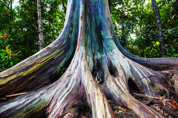 Eucalyptus