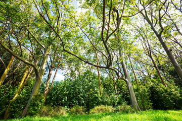 Fototapeta premium Eucalyptus
