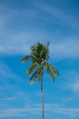 Coconut tree and blue sky.