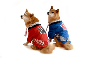 柴犬・祭・はっぴ