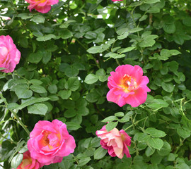 A big pink roses on a bush of tea roses. soft focus