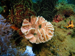Obraz premium Stone coral