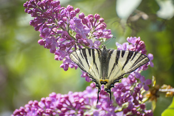 Iphiclides podalirius on lilac tree