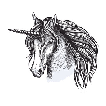 Unicorn horse fairy tale animal vector sketch