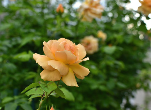 Closeup of a big yellow rose on a  bush of tea roses. soft focus