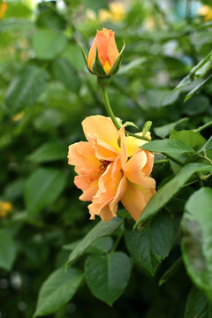 Closeup of a big yellow rose on a  bush of tea roses. soft focus