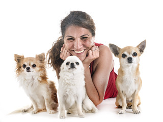 chihuahuas, owner and obedience