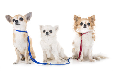 Obraz premium chihuahuas in studio
