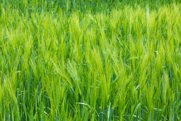 grass background on meadow