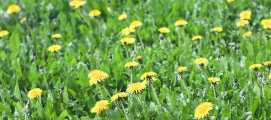 Green meadow with yellow dandelion flowers summer background, banner