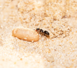 ants with eggs on the sand