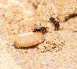 ants with eggs on the sand