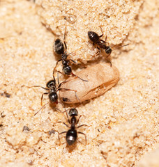ants with eggs on the sand