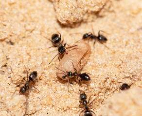 ants with eggs on the sand