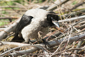 Common crow sits on a pile of branches