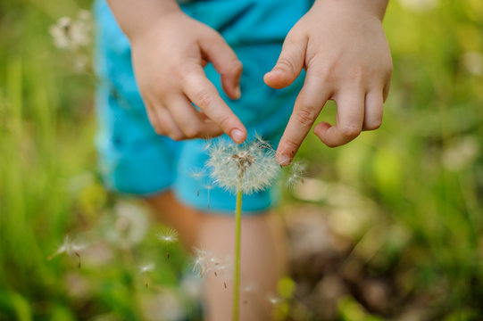 Little boy hands touching a dandelion on the background og grass