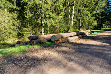 Holzstämme