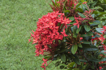 Red flowers. Close up.