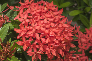 Red flowers