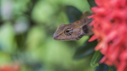 lizard on red flower