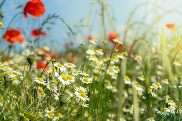 Gänseblümchen und Mohnblumen auf einer Wiese bei Sonnenschein © DZiegler