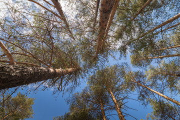 Tall pine tree tops against blue sky