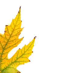 Autumn yellowed leaf on white background