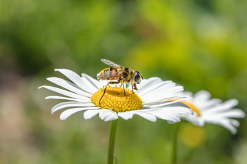 Insekt auf bl&uuml;te