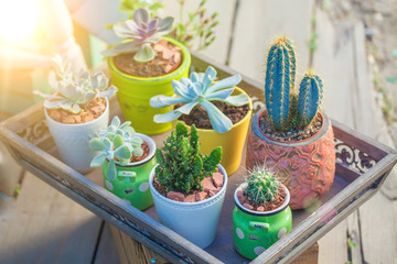 Close up Succulents in pots Landscape Holiday Background