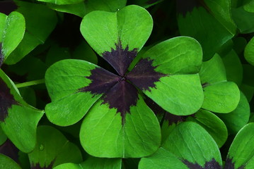 vierblättriger Klee © cagala