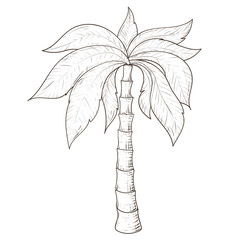 Palm tree. Hand drawn sketch