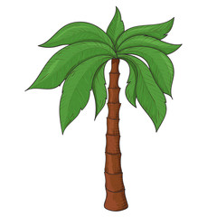 Palm tree. Colored sketch
