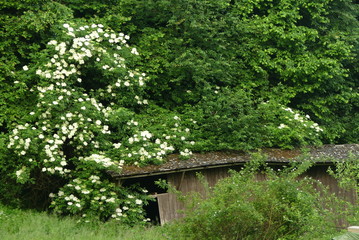 verfallene Landwirtschaft
