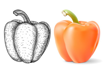 Bell pepper. Black hand drawn sketch and 3d colored image
