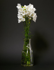 bellflower in a vase on black background