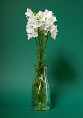 bellflower in a vase on green background