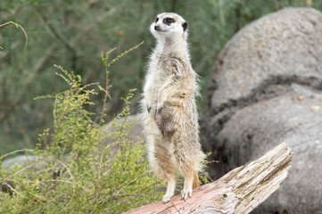 Meerkat 