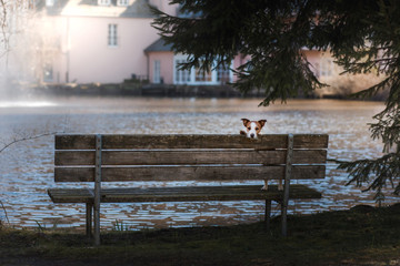 small dog jack russell terrier sits on a bench in the park near lake