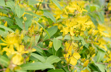 美容柳　ビヨウヤナギ　黄色　花　日本