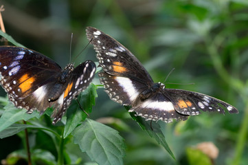 Fototapeta na wymiar Two Butterflys