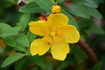 Hypericum hidcote / Tall St.Jhon's wort