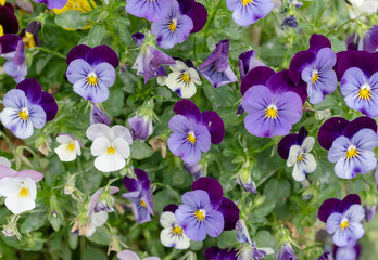 パンジー　日本