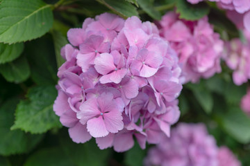 日本　紫陽花　紫