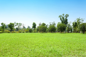 green grass field in big city park