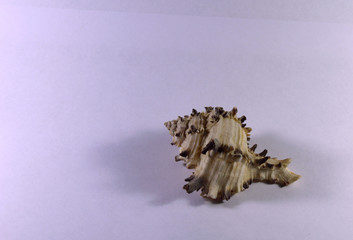 Seashell on a white background