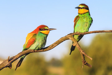 beautiful birds in the morning rays
